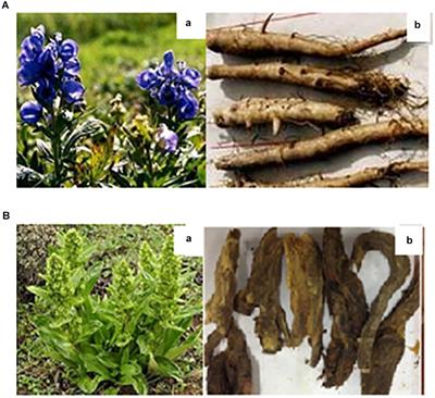 Effects of Veratrilla baillonii Extract on Hepatic Gene Expression Profiles in Response to Aconitum brachypodum-Induced Liver Toxicity in Mice